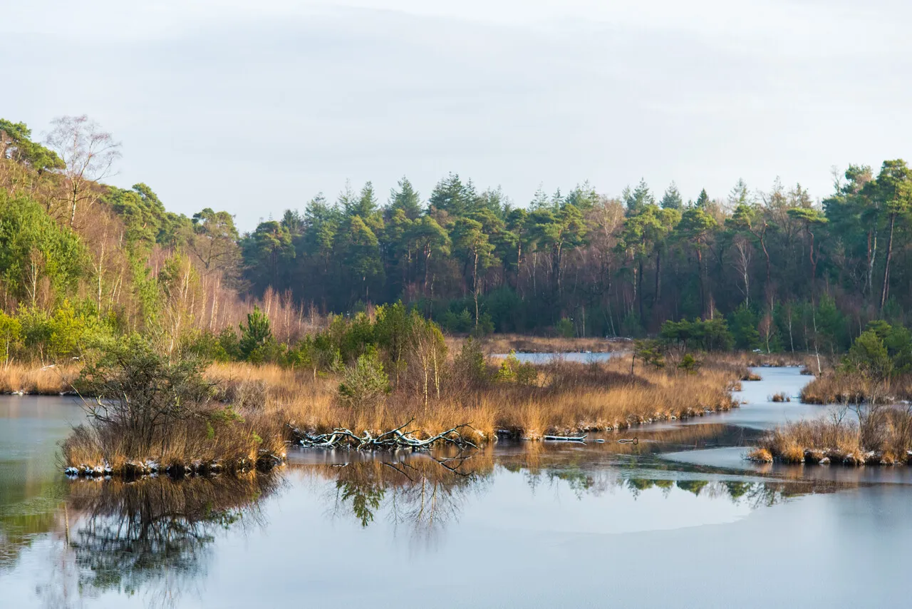 Oisterwijkse Bossen en Vennen winter