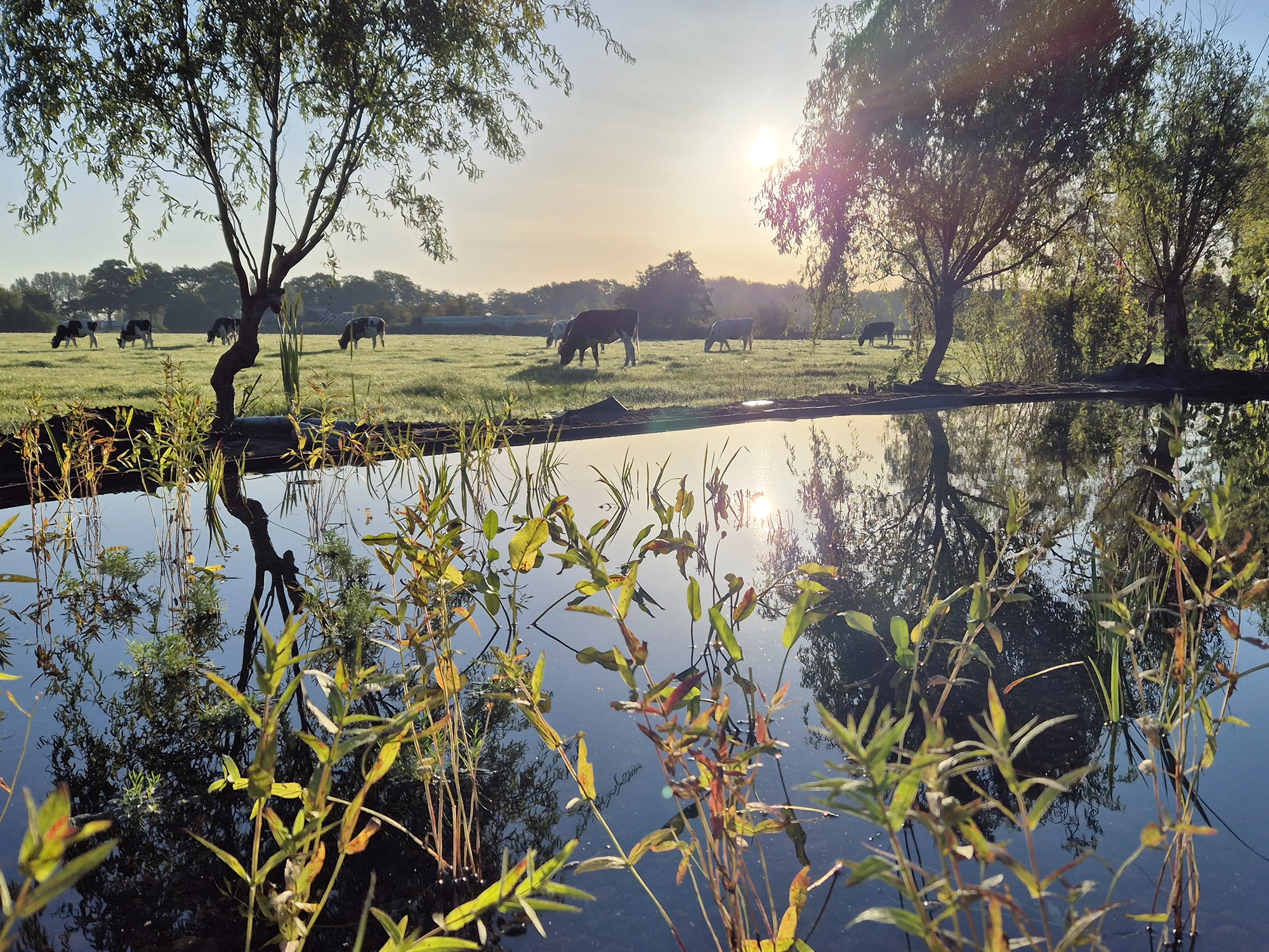 natural swimming pond 5